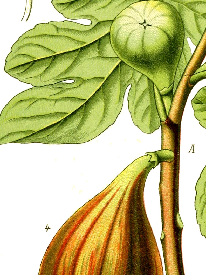 May include: A close-up of a fig tree branch with two figs. The fig on the left is green and the fig on the right is orange and yellow. The branch is brown and has green leaves.