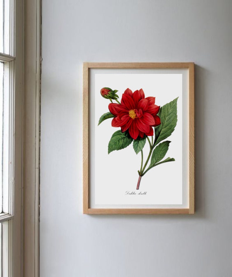 Flower Print, Home Decor, Botanical Illustration, Antique Flower Illustration, Dahila image 8