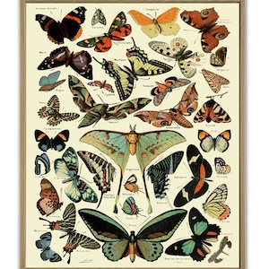 Botanical Butterfly Illustrations Butterfly Prints Butterfly Poster Vintage Insect Botanical Drawing Butterfly Art Butterfly Decor