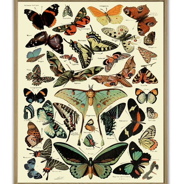 Botanical Butterfly Illustrations Butterfly Prints Butterfly Poster Vintage Insect Botanical Drawing Butterfly Art Butterfly Decor