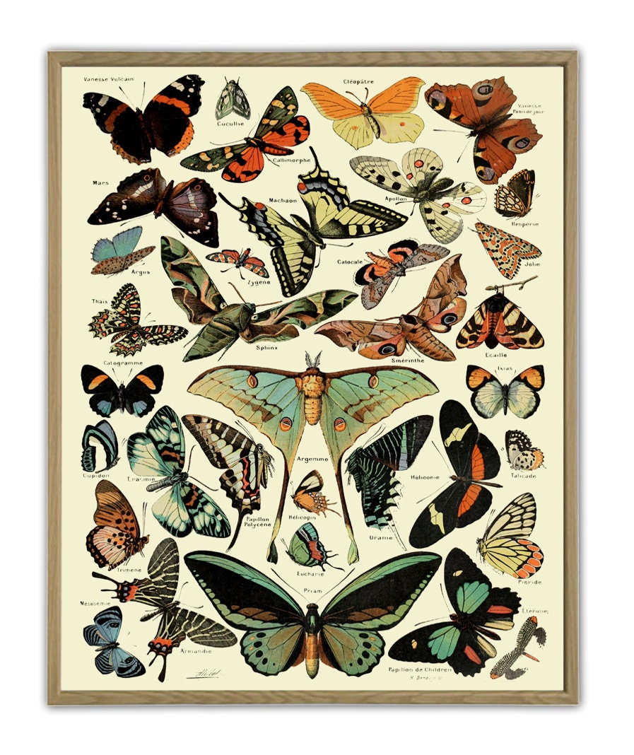 Botanical Butterfly Illustrations Butterfly Prints Butterfly