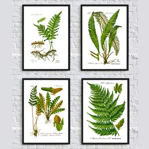 Fern Print Botanical Fern Poster Fern Illustration Print Set of 4 Fern Science Pint Fern Wall Art Decor