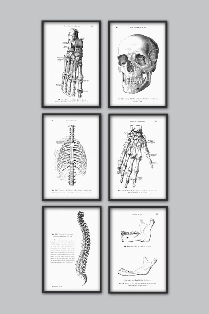 Human Anatomy Print Set of 6, Vintage Anatomy Home Decor, Antique Book ...