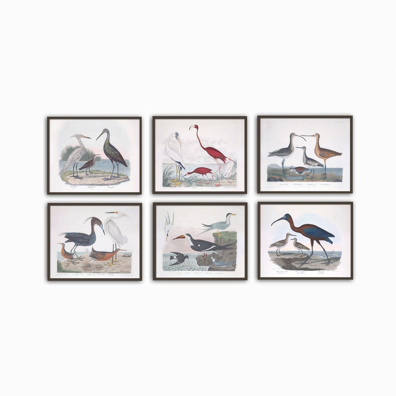 Home Gallery American Ornithology Birds Print Set of 6 Large Wall Art Decor