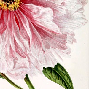 K&ouml;nnte beinhalten: Nahaufnahme einer rosa-wei&szlig;en Pfingstrose mit gelber Mitte. Die Bl&uuml;te ist teilweise ge&ouml;ffnet und zeigt die zarten Bl&uuml;tenbl&auml;tter. Der Stiel ist gr&uuml;n und hat ein einzelnes Blatt.