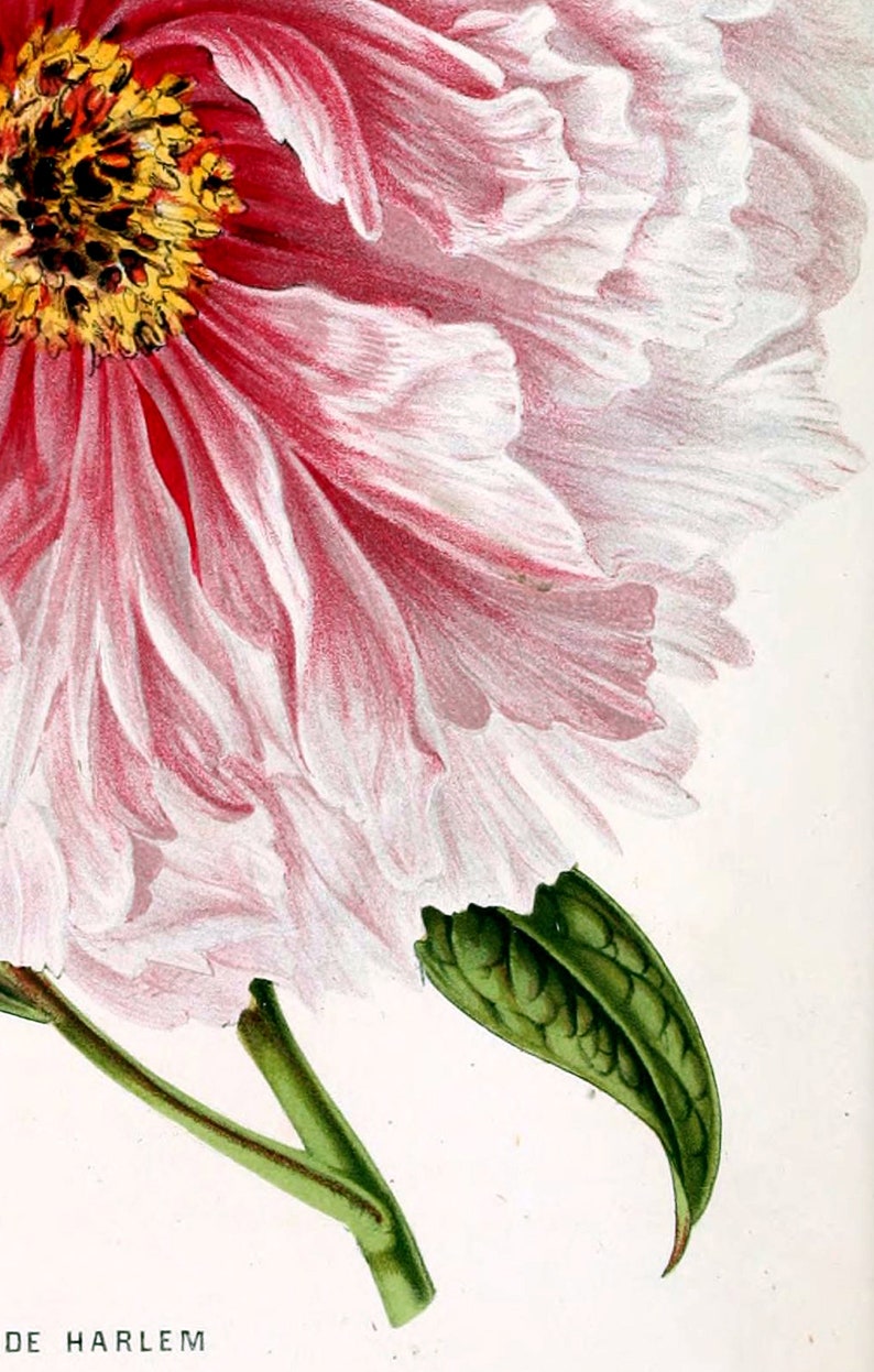 K&ouml;nnte beinhalten: Nahaufnahme einer rosa-wei&szlig;en Pfingstrose mit gelber Mitte. Die Bl&uuml;te ist teilweise ge&ouml;ffnet und zeigt die zarten Bl&uuml;tenbl&auml;tter. Der Stiel ist gr&uuml;n und hat ein einzelnes Blatt.