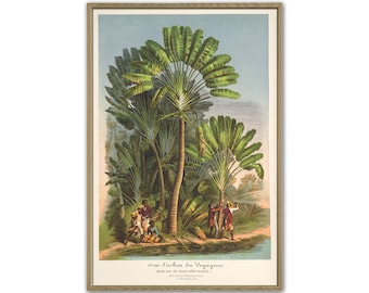 Palm Tree Wall Art Print, Palm Tree Botanical Illustration Art, Palm Poster, Home Decor