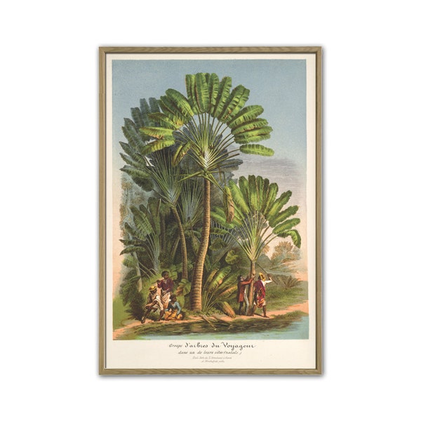 Palme Wand Kunst Druck, Palme Botanische Illustration Kunst, Palme Poster, Wohnkultur