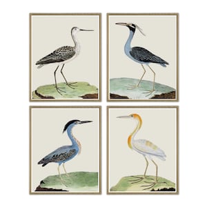 Birds Wall Art Print Set of 4,  Antique Bird Illustration, Ornithology Poster, Antique Birds Print, Bird Decor