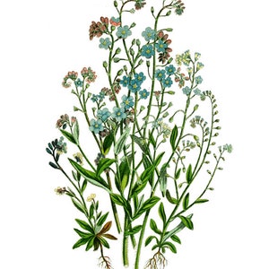 May include: A cluster of forget-me-not flowers with blue blossoms and green stems. The flowers are arranged in a bouquet-like shape, with the stems extending downwards.