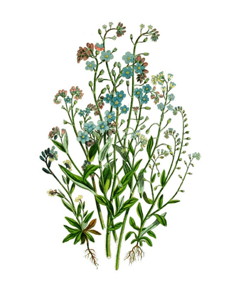 Полевые цветы ботанические рисунки