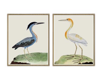 Vintage Heron Bird Print Set, Gallery Wall Art