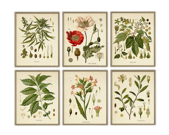 Drug Plants Print Set of 6 Vintage Cocaine Cannabis Opium Poppy Coffee Hop  Tobacco Drug Art Antique Botanical Print Drug Decor
