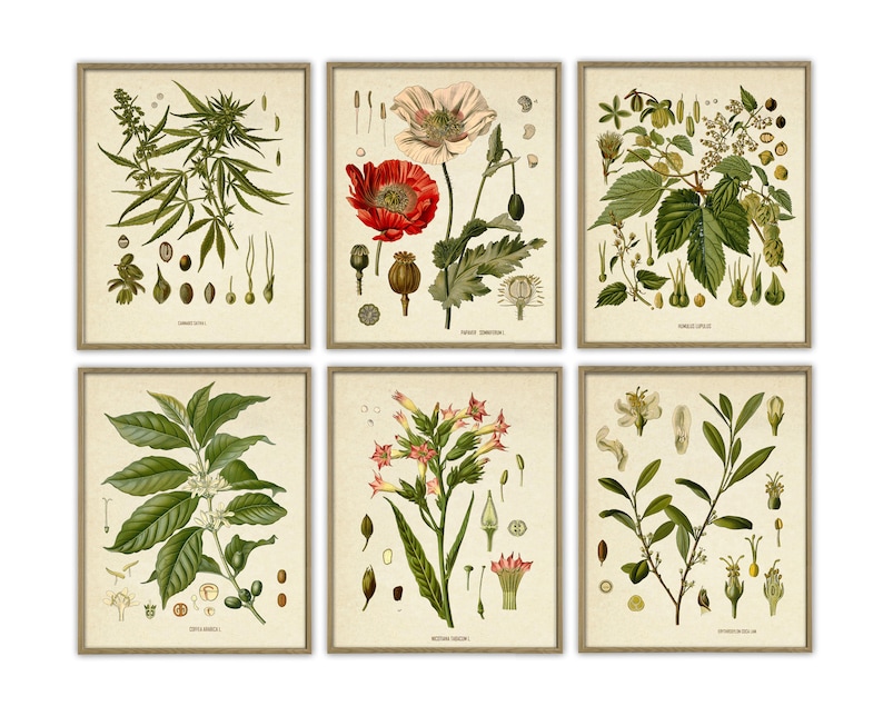Puede incluir: Conjunto de seis ilustraciones bot&aacute;nicas vintage que presentan dibujos detallados de varias plantas, incluyendo cannabis, amapola, l&uacute;pulo, caf&eacute;, tabaco y t&eacute;. Cada ilustraci&oacute;n incluye el nombre cient&iacute;fico de la planta y una representaci&oacute;n de sus hojas, flores y semillas.
