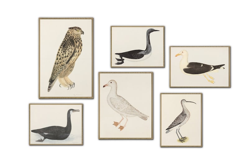 Wild Birds Print Home Gallery Wall Art Decor Large Scale Print - Etsy