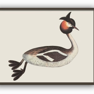 Print van een fuut, vintage illustratie van een watervogel, groot wanddecoratie