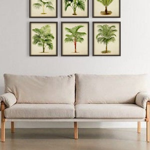 May include: Set of six botanical illustrations of palm trees in a vintage style. Each print features a different species of palm tree with detailed foliage and a light brown background.