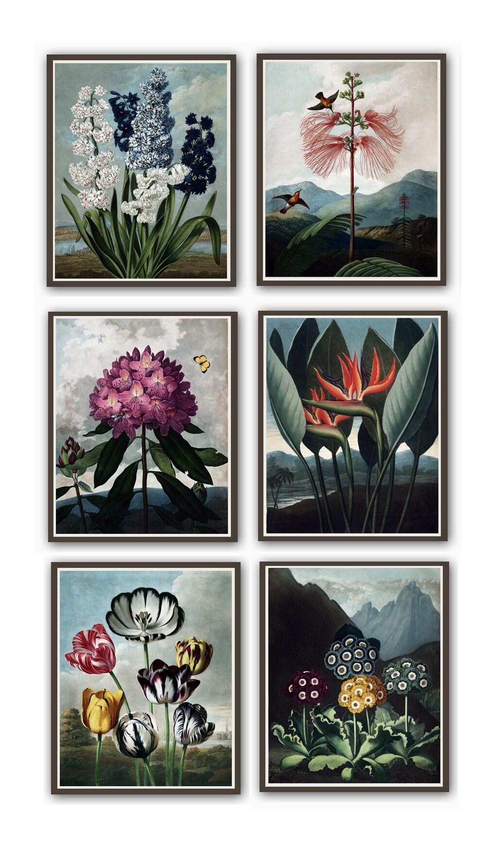 Set of 6 Botanical Prints Botanical Set Kitchen Prints Living Room ...