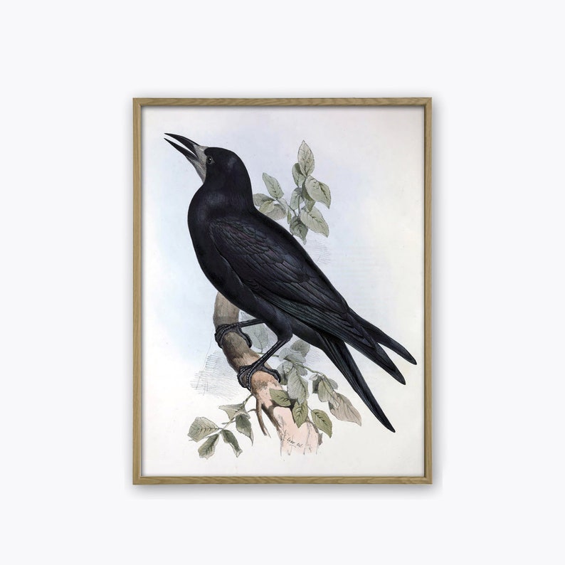 Rook Birds Art Print Bird Vintage Illustration Bird Wall Art - Etsy