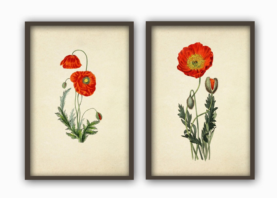 Poppy Flower Print Set of 2, Botanical Antique Illustration, Wall Art ...