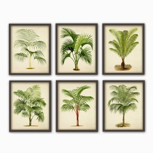 May include: Set of six framed botanical illustrations of palm trees. Each print features a different species of palm tree with detailed green foliage and a brown trunk. The prints are framed in a simple brown frame.