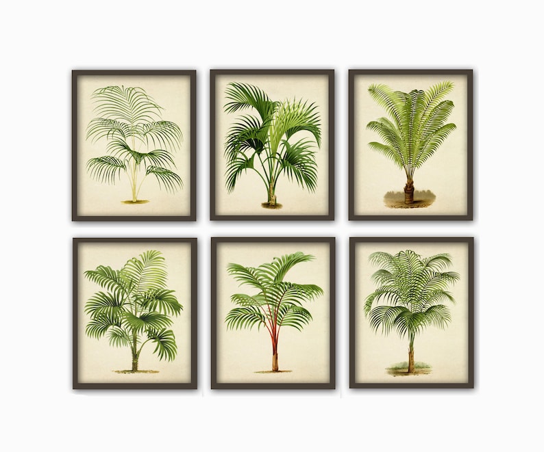 May include: Set of six framed botanical illustrations of palm trees. Each print features a different species of palm tree with detailed green foliage and a brown trunk. The prints are framed in a simple brown frame.