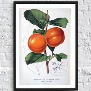 Fruit print vegetable botanical print illustrations persimmon tree print vintage antique print wall art print art home kitchen decor poster