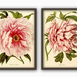 K&ouml;nnte beinhalten: Zwei gerahmte botanische Drucke von rosa Pfingstrosen mit gr&uuml;nen Bl&auml;ttern. Die Drucke sind mit "Triomphe de Malines" und "Couronne Rosette" betitelt.