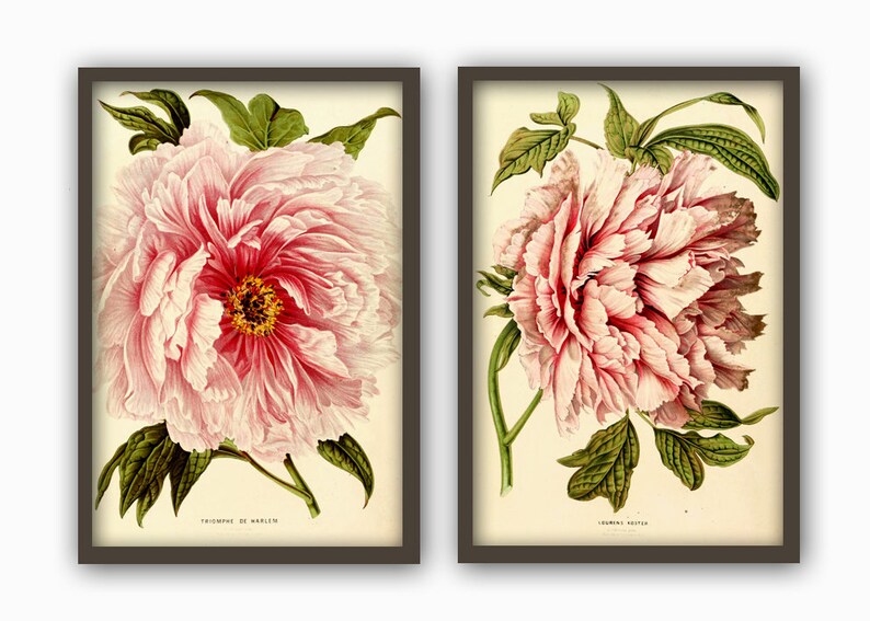 K&ouml;nnte beinhalten: Zwei gerahmte botanische Drucke von rosa Pfingstrosen mit gr&uuml;nen Bl&auml;ttern. Die Drucke sind mit "Triomphe de Malines" und "Couronne Rosette" betitelt.