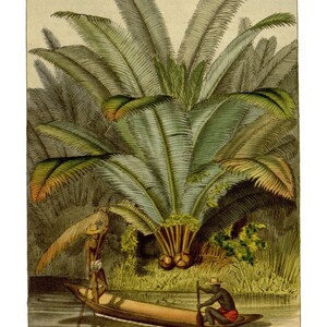 May include: Two people in a canoe paddle through a lush tropical jungle. The canoe is wooden and brown. The people are wearing traditional clothing. The jungle is filled with tall palm trees with green leaves.