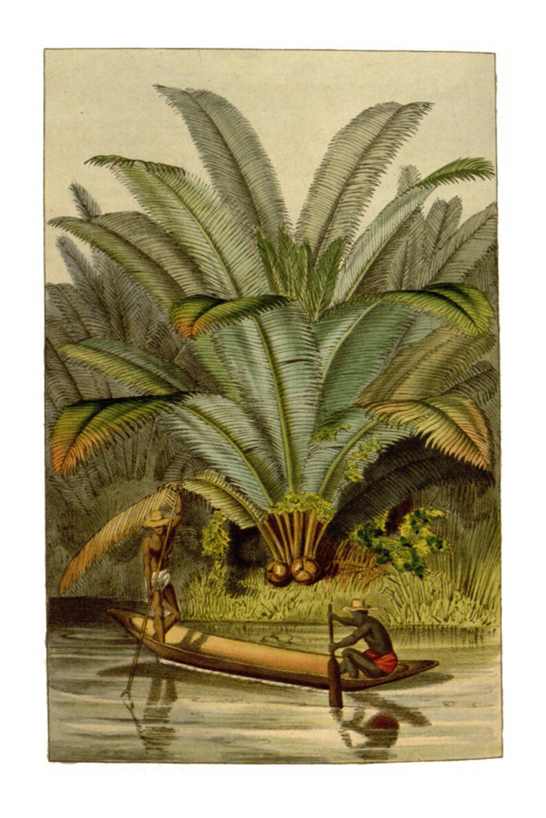 May include: Two people in a canoe paddle through a lush tropical jungle. The canoe is wooden and brown. The people are wearing traditional clothing. The jungle is filled with tall palm trees with green leaves.