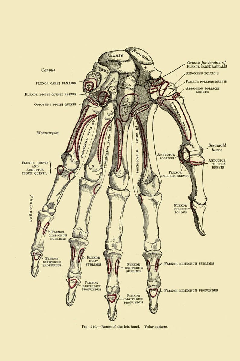 Hand Bone Print Human Anatomy Skeleton Vintage Illustration Etsy