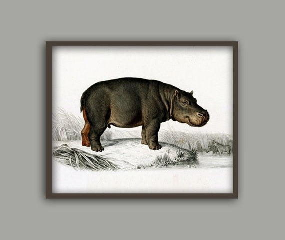Hippo Print Hippopotamus Poster Wild Animals Book - Etsy Australia Hippo Print Hippopotamus Poster Wild Animals Book - Etsy Australia