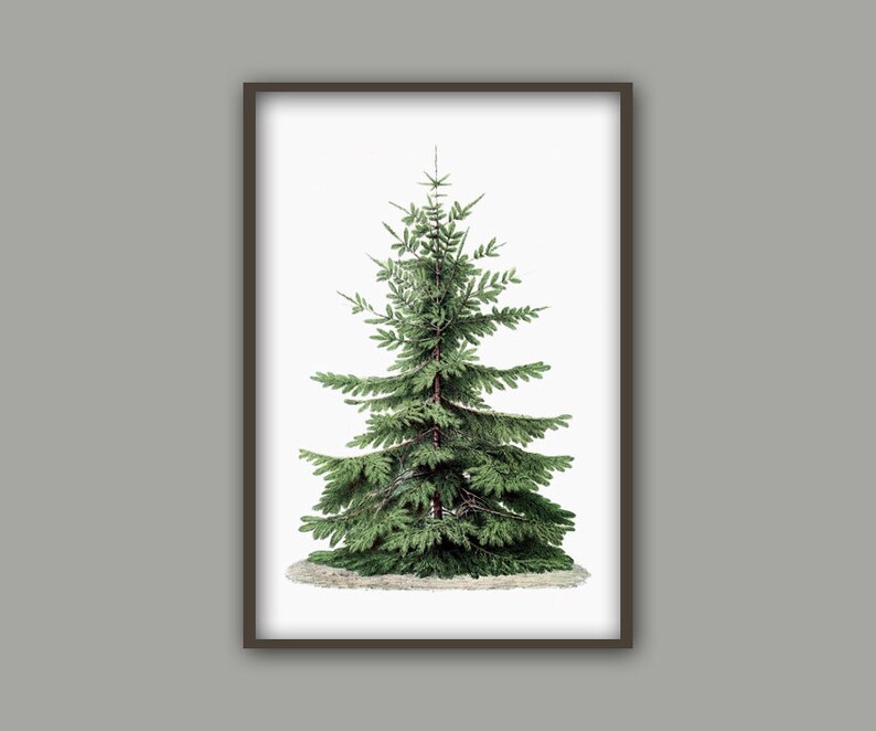 May include: A vintage illustration of a green evergreen tree with a white background.