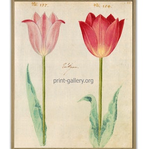 May include: Two vintage botanical illustrations of tulips. The tulip on the left is pink with a yellow center. The tulip on the right is red with a yellow center. Both tulips have green stems and leaves. The text "No. 177." and "No. 154." are printed above the tulips. The text "Autigan." is printed below the tulips. The text "print-gallery.org" is printed below the tulips.