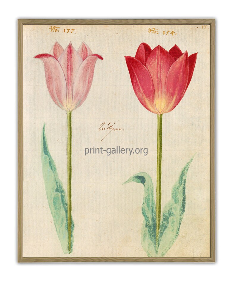 May include: Two vintage botanical illustrations of tulips. The tulip on the left is pink with a yellow center. The tulip on the right is red with a yellow center. Both tulips have green stems and leaves. The text "No. 177." and "No. 154." are printed above the tulips. The text "Autigan." is printed below the tulips. The text "print-gallery.org" is printed below the tulips.