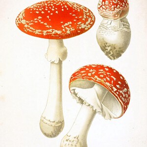 Svamptryck - Väggkonst för svamp - Botanisk poster - Skogsväxter - Köksväggkonst - Röd Orange Brun bild 5