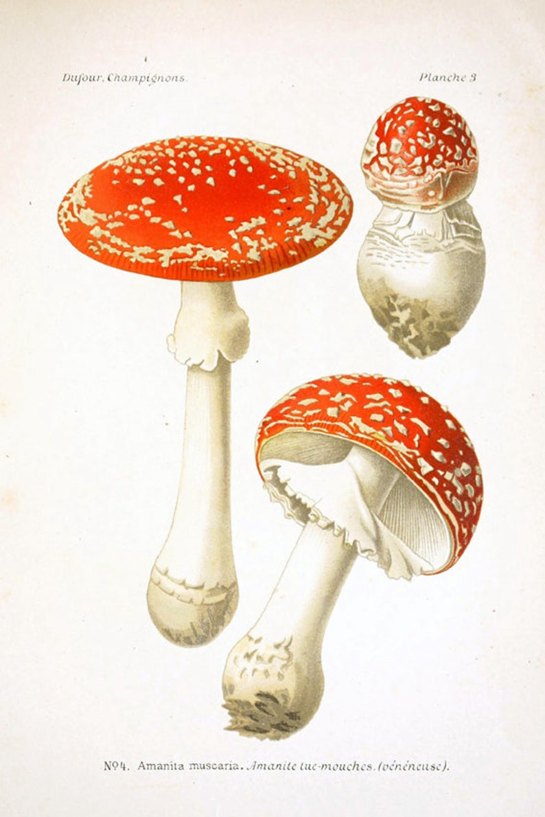 Svamptryck - Väggkonst för svamp - Botanisk poster - Skogsväxter - Köksväggkonst - Röd Orange Brun bild 5