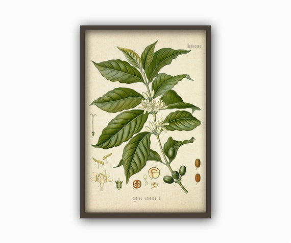 Coffee Plant Print - Coffee Plant Art - Coffee Poster - Wall Art Print - Kitchen Decor Art-382