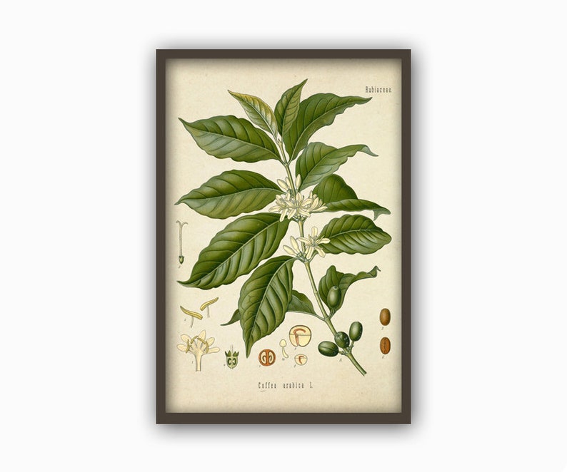 Kaffeplantatryck - Kaffeplantakonst - Kaffeposter - Väggkonsttryck - Köksdekoration-382 vintage