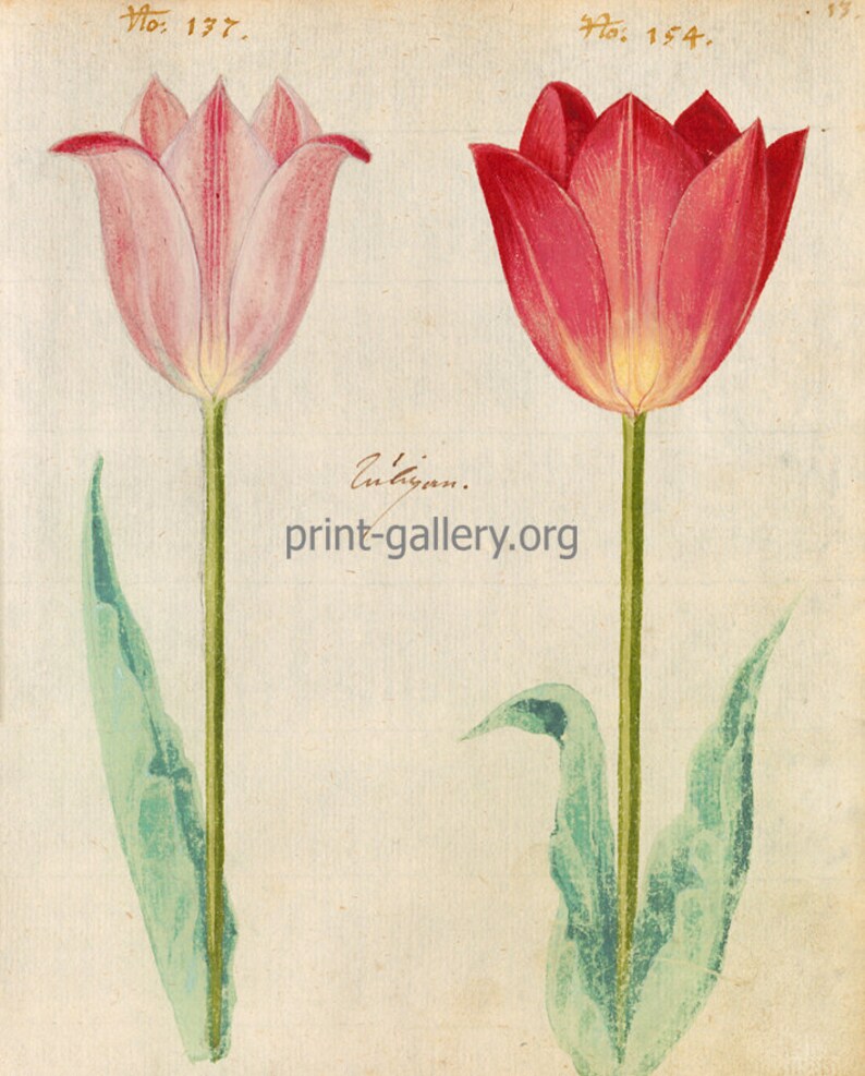 May include: Two watercolor illustrations of tulips. The tulip on the left is pink with a white center. The tulip on the right is red with a yellow center. Both tulips have green stems and leaves. The text "No. 177." is in the top left corner and "No. 154." is in the top right corner.