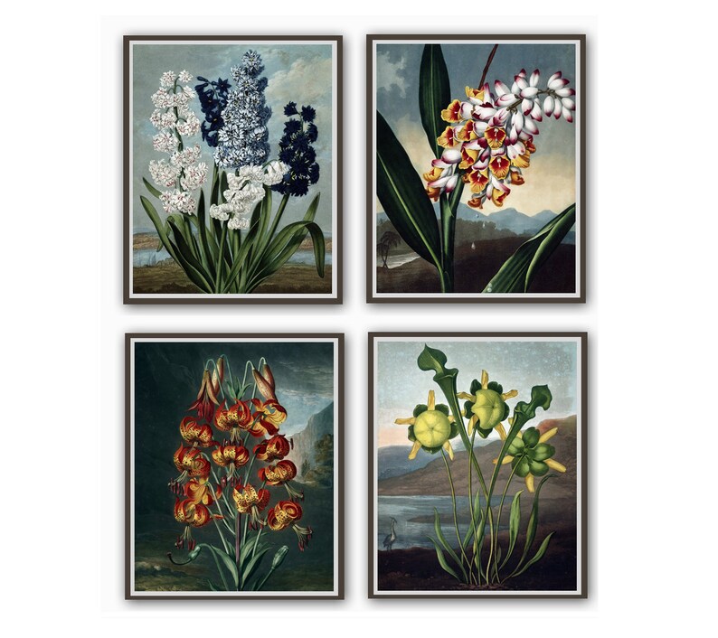 May include: Set of four botanical prints featuring different flowers. The prints are framed in brown frames and have a vintage aesthetic. The flowers include a white and blue hyacinth, a yellow and red flower, a red lily, and a green pitcher plant.
