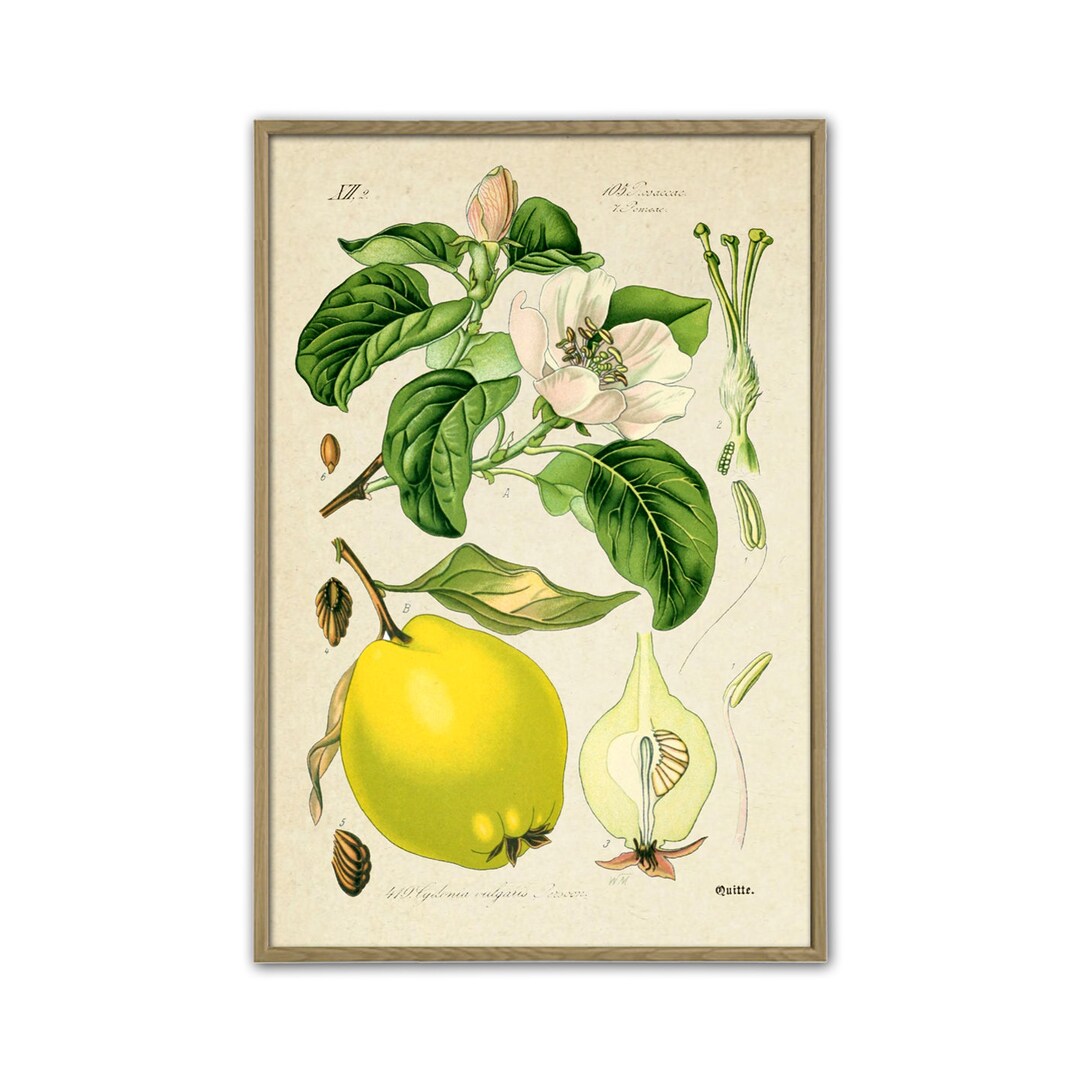 Lemon Botanical Print, Vintage Fruit Illustration, Kitchen Wall Art - Etsy