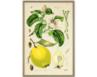 Lemon Print Fruit Wall Art Fruit Vintage Illustration  Fruit Kitchen Decor