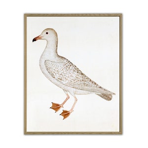 Bird Print, Seagull Print, Bird Poster, Vintage Bird Illustration, Beach House Decor, Bird by Olof Rudbeck