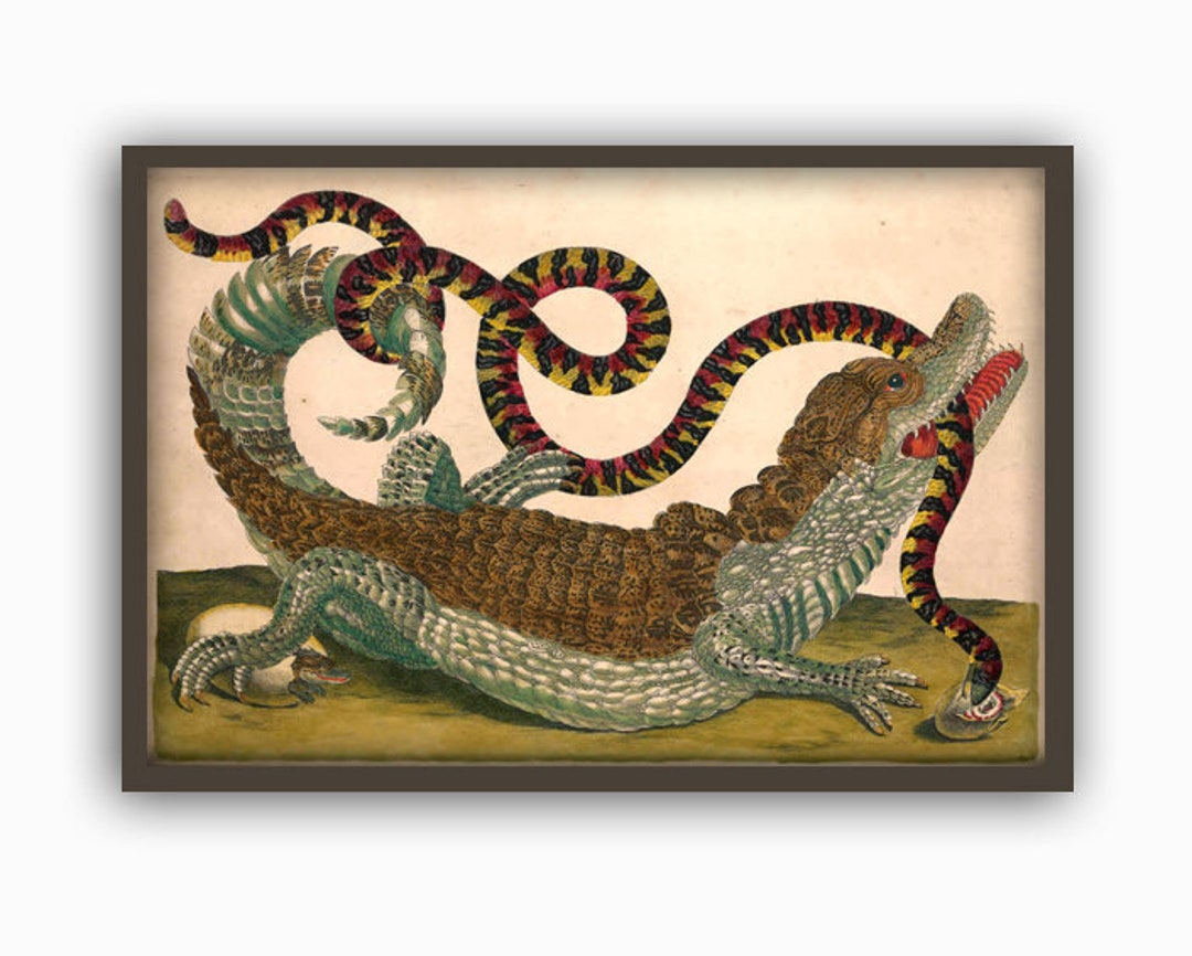 SNAKES, CROCODILES and LIZARDS　洋書　写真集 SNAKES, CROCODILES and LIZARDS 洋書 写真集 Snakes And Other