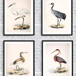 Wild Birds Wall Art Print Set of 4, Antique Bird Decor, Antique Bird Illustration, Ornithology Poster, Bird Print, Bird Decor Set of 4 image 7