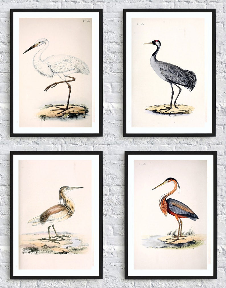 Wild Birds Wall Art Print Set of 4, Antique Bird Decor, Antique Bird Illustration, Ornithology Poster, Bird Print, Bird Decor Set of 4 image 7