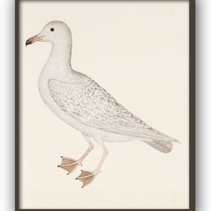 May include: A white seagull with grey markings on its wings and a pink beak. The bird is standing on a white background.