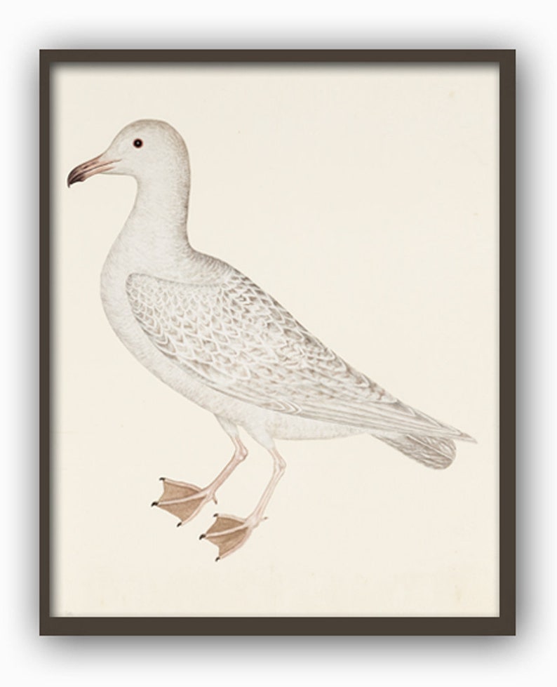 May include: A white seagull with grey markings on its wings and a pink beak. The bird is standing on a white background.